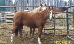 3 year old sorrel gelding, off registered quarter horse stallion; very quiet and started under saddle.  Call Ed @ 204-372-6937