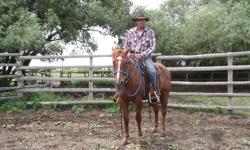 Well broke registered quarter horse sorrel gelding 5 years old.  15 hands very quiet, kid proof, been used in community pasture started on barrels, been roped off of. Nice solid disposition, good feet, very easy to handle, good tempermant would make a