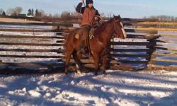 We are offering a sorrel 10 year old Quarter- Horse gelding for sale or trade.
He is a very willing horse. He was ridden in 4 H shows and has been on a few trail rides in the mountains. You can swing a rope on him and he can drag logs.
We would consider a