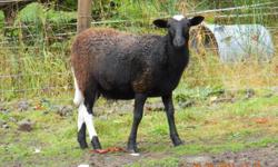 8 month old St.Croix/Katahdin ewe for sale.