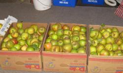 Stop Fruit Drop picks your unwanted fruit and delivers it to Food Banks, Thrift Stores, Our Place, Mustard Seed
If you have fruit that would otherwise go to waste , please send us an email with particulars.....it's a shame to have all this fantastic