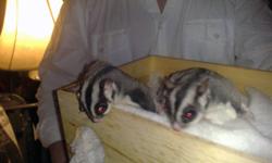 Pair of male sugar gliders are now available and priced to sell.
2 males, father and son pair. 3 and 4 years old. Both have been neutered which reduces their scent by about 90% at a cost of about $100 each.
Everything is excellent about them; health,