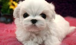Adorable PURE BREED T-CUP Maltese puppies are looking for their forever home.
They were born on December 13, 2011.
Both of the parents have snow white coat, big round eyes, and short muzzle!
Both parents are registered in Korea (KKC) and we will be able