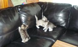 tabby kitten,  females (one left out of four), 6 weeks old. for more info, please, call 403-441-5388.