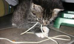We took in a kitten from outside our acreage a couple weeks ago, would love a good home for the kitten, it is tabby with white socks and green eyes.  Extremely smart, eating on its own, and using litter always.
 
Approximately is 5 weeks old. 
 
We have
