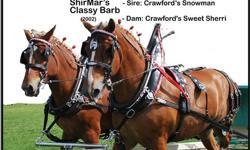 Showy team of registered Belgian Draft Horses for sale.
Two Mares ready for the 2011 show ring.
 
Have been shown successfully on the line, team hitch and in a four horse hitch.
 
Used for sleigh rides and on equipment.
 
Great breeding and ready to be