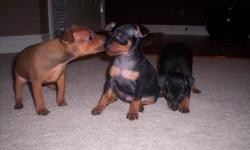 ************  Teeny, Tiny, Beautiful, Min Pin Puppies   ***********
                             Ready to go November 8th
             2 black & tan males               1 stag female
-Both parents are owned and available for viewing.
-Tails are docked and