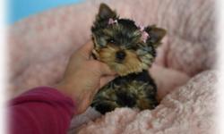 We have placed this little boy however we are expecting two litters this month  we are now taking deposits to reserve your baby from these litters
 
Please check out our website so you can see our yorkies, sire is Tator Tot mom is Channel