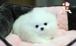 Kara is Tiny tcup size white pomeranian girl.
She is 10 weeks old and is 11 oz.
She is estimated to be 2.5~3lbs fully grown.
Her price is $3400.
She loves to run around and play.
 
 
Nala is tiny tcup size white pomeranian girl.
She is 13 weeks old and is