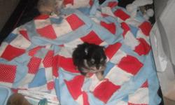 I have two beautiful Toy Pom pups they are very tiny and they will only be 2-3lbs mature wieght
 
One male that is tan and blue colour very unique
One female black and rust colour
Father is a black and rust Toy Pom 2 lbs wieght
Mother is white with tan