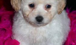 Bichon Toy poodle cross  pups. 
 
 
 
These little pups are
 
Intelligent devoted and eager to please.
 
Hypoallergenic and non shedding
 
A Great addition to any family.
When full grown will be around 15 pounds.
 
 READY FOR THERE NEW FOREVER HOMES.
ALL