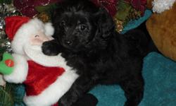 Chihuahua X  Poodle 
Better known as
PooChi
 
There is 1 male left.  They are very small petite little puppies.  Our puppies are vet checked, 1st shots, and dewormed.  For more information please call 519-745-6464 or txt 226-218-0973
  
The average life