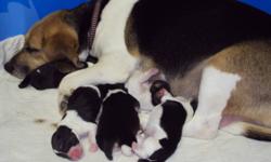 Tri-colored beagle puppies born November 20th, 3 boys and 3 girls. $100 deposit to hold your choice. Will be ready to go on Jan. 15th.