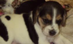 Tri-colored beagle puppies for sale. Born Nov 20th, available to take home Jan 15th. 3 females, 2 males. Will have first shots and vet check. Both parents in home for viewing. $100 deposit required. Call Suzie 778-754-1801