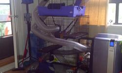 Two ferrets 1- 30 months old (female) and 1 - 10 months old (male)
Complete with two cages, a playpen and sixty feet of tunnels. All food, Ferret supplies for health, tons of toys, blankets and towels for bathing.
MUST SELL DUE TO TRAVEL SCHEDULES