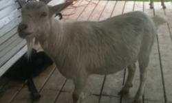 Two female goats, around 2 years old. They are Pygmy cross. They are both friendly and would make excellent petting zoo animals. They must go together. Asking $100 for the pair.
This ad was posted with the Kijiji Classifieds app.