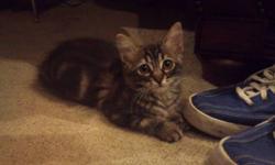 Three adorable kittens are ready to leave mom and find their new homes. They are half ragdoll, half tabby kittens. There is a male [large grey fluffy (3rd picture)] and 2 females [shorter haired grey w/ white mittens (5th picture) and striped black and