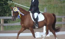 I am currently selling a 14.1hh 2001 large pony gelding, he is a chestnut with a lot of chrome and always catches a judges eye. He is passported and has years of show records on the hunter circuit, jumper and dressage. He was 2009 Junior Reserve Champion