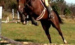15.3H 5yrs old He is well broke to ride, jumps a course and could easily do more. He is a very fancy mover, goes in a frame, hacks out quietly, good disposition and conformation
He has schooled both staduim and Cross Country including water, banks in and