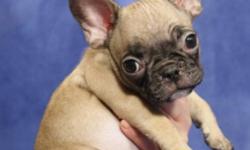 Miniature French bulldog 
Extremely rare miniature male French bulldog puppy is really adorable and unique. If you are the type of person who is wanting something special this holiday season, this male is for you! He has a really sweet personality with