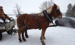 have a team of well broke belgian mares mother and daughter 7 and 5 yrs old both have had foals and are excellent mothers they drive well together and have been used at many events they are traffic safe as well as been used for logging and on an array of