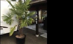 Windmill Palm Trees for sale. 3 - 20 feet in height, price range from $250 - $7500
The trees are in excellent condition.
Pick up only, we will not deliver. Tree has been uprooted and temporarily replanted for easy pick up.
Only contact if you are a