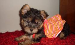 This little sweetheart is now sold but Please check my website for details about my upcoming 2012 litters. Thanks and Happy Holidays. www.mysweetiepaws.com
This little lovebug is ready to go now or I can hold her until Christmas Eve ~ She is a little