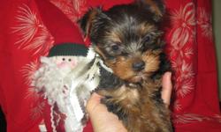 These three Yorkie males will be 8 weeks old on Dec 12 2011. They are NOT Registered, however they have a purebred mother and a registered father. These quality dogs come standard with a vet check, vaccinations, de-wormed, tails docked, and dew-claws