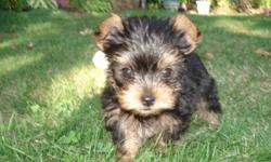 Purebred yorkie puppies - so sweet, cuddly & playful.  Cute little faces - black & tan.  Already paper training.  Will have 1st shots & deworming & vet check.  4 pounds fullgrown.  4 to choose from.  They are absolutely adorable!
