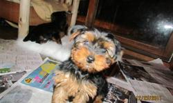5 beautiful Yorkie pups ,males and females available .They are very friendly and  well socialized .
The pups are vaccinated ,dewormed and have been treated with revolution for the prevention of fleas and mites .Please call to view the pups .
more photos