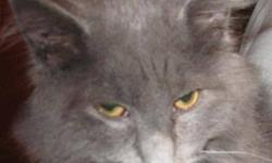 Breed: Domestic Long Hair-gray Russian Blue
 
Age: Young
 
Sex: M
 
Size: M
Baby is a 2 year old DLH Russian blue (in colour). He was rescued from a municipal shelter. He is neutered, up to date with vaccines and microchipped. A very loveable boy. Fine