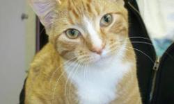 Breed: Tabby - Orange
 
Age: Young
 
Sex: M
 
Size: M
Romeo is a great young boy who is in love with love. He is one of the cuddliest cats in this whole place! He has beautiful markings and a more beautiful personality. Just pick him up and you will see!