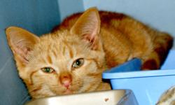 Breed: Tabby - Orange
 
Age: Young
 
Sex: M
 
Size: M
Sparky is a shy little boy who needs a quiet, loving home. He was rescued from a large feral cat colony as a tiny baby, and is now ready to meet new people and start the hunt for his forever home.