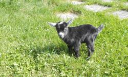 SELLING MY SMALL HERD OF PYGMY GOATS
#1/ FEMALE......3YRS BRED
#2/ FEMALE.......2YRS BRED
#3/ FEMALE......1YRS BRED
#4/ BUCK......2YRS
#5/ BUCK......1YRS
ALL SWEET
ASKING: $1,000 OBO