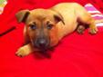 **** GREAT FEMALE BOXER X PUPPY *** 1ST SHOTS D-WORMED VET CHECK