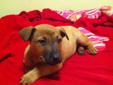 **** GREAT FEMALE BOXER X PUPPY *** 1ST SHOTS D-WORMED VET CHECK