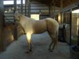 3 year old QH palamino Gelding *need to sell NOW*