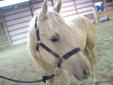 3 year old QH palamino Gelding *need to sell NOW*