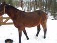 9 Year old Purebred Registered Arabian Stallion -Bay