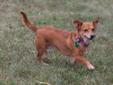 Adult Female Dog - Chihuahua Dachshund: 