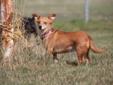 Adult Female Dog - Chihuahua Dachshund: 
