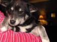 Baby Female Dog - Chihuahua Dachshund: 
