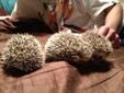 Baby Hedgehogs FOR SALE