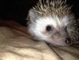 Baby Hedgehogs FOR SALE