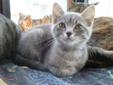 Baby Male Cat - Domestic Long Hair-gray: 