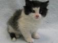 Baby Male Cat - Domestic Long Hair: 