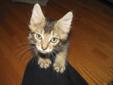 Baby Male Cat - Domestic Long Hair: 