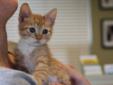 Baby Male Cat - Tabby - Orange: 