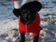 Baby Male Dog - Labrador Retriever: 
