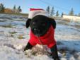 Baby Male Dog - Labrador Retriever: 